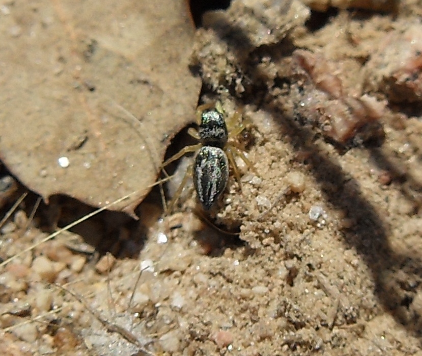 Salticidae - Aiuto con l''identificazione per favore!